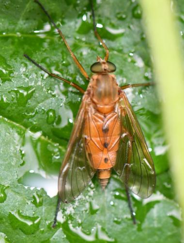 Réf. 259 345 : Rhagio tringarius